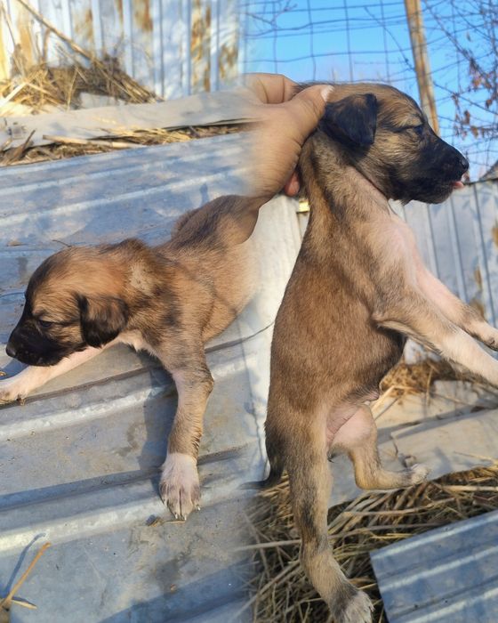 Тазы күшіктер сатылады