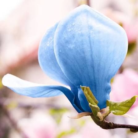 Magnolie blu opal