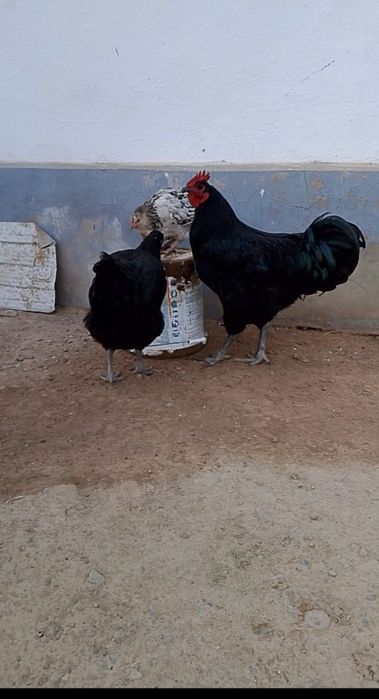 Қораз бен тауық сатылады