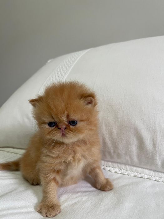 Persane chinchilla/kittens