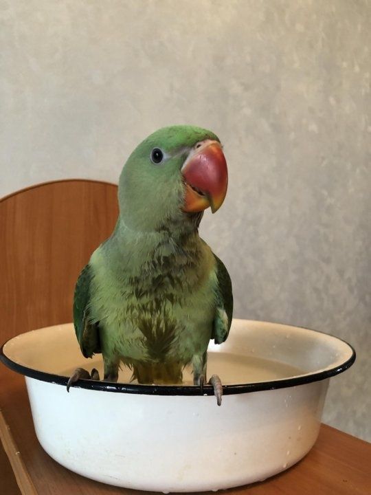 Продам Александрийских попугаев  (самочки)