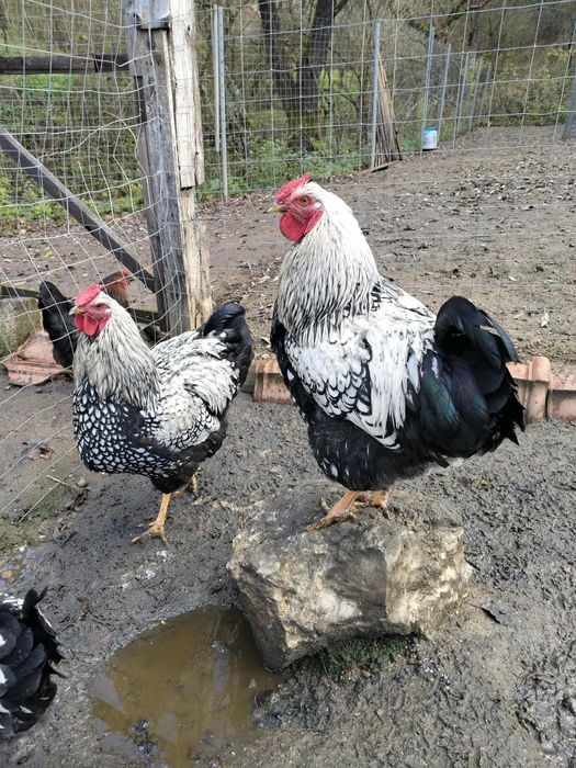 vând găini de casa