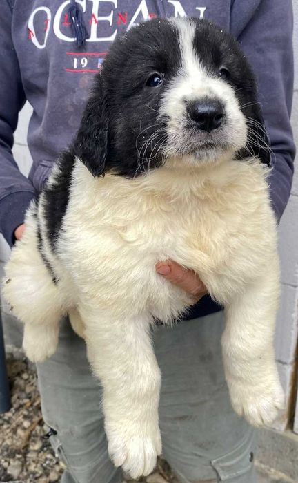 CRB din părinți foarte buni