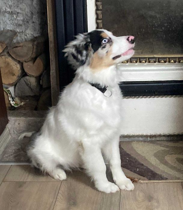 кученце,австралийска овчарка,мъжкар,на 4 месеца, ваксини,паспорт и чип