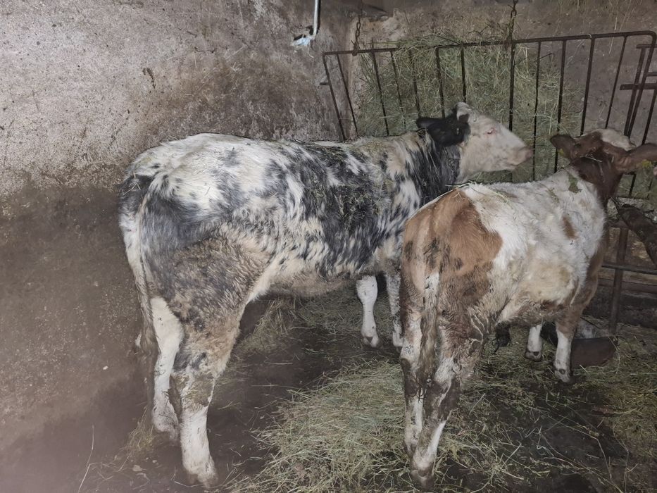 Vitea de carne 500kg si taur 200kg