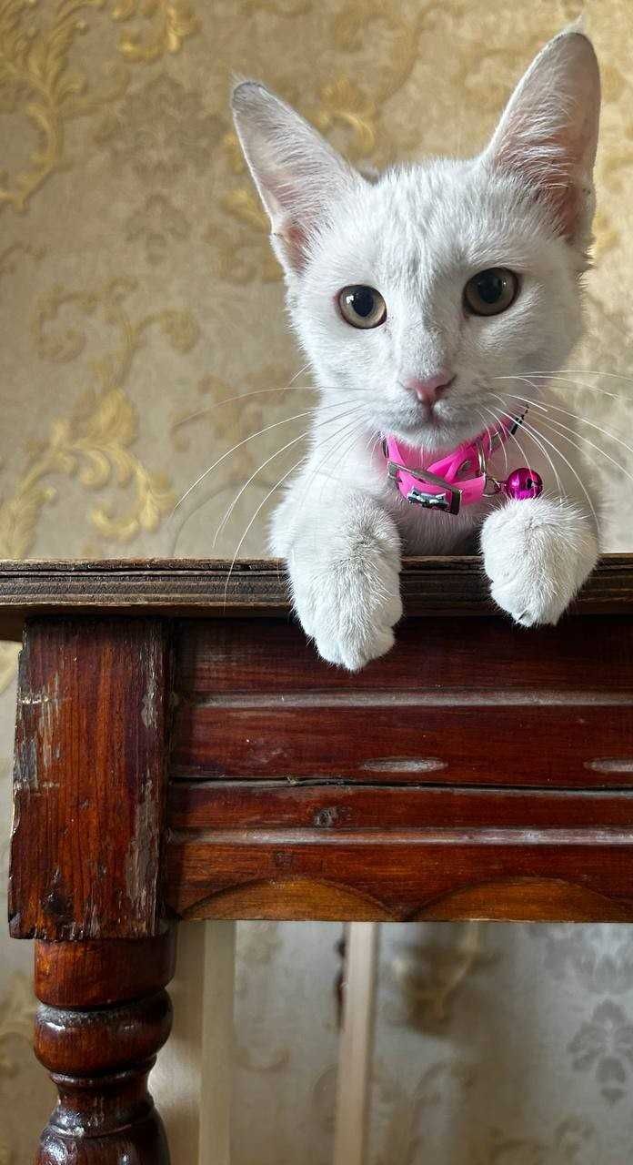 Котенок девочка (3-4 месяца) отдаем в добрые  руки