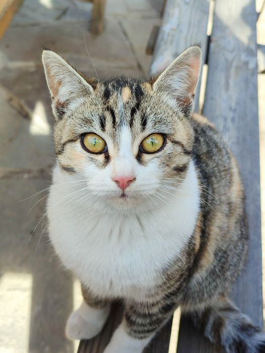 Отдам в добрые руки