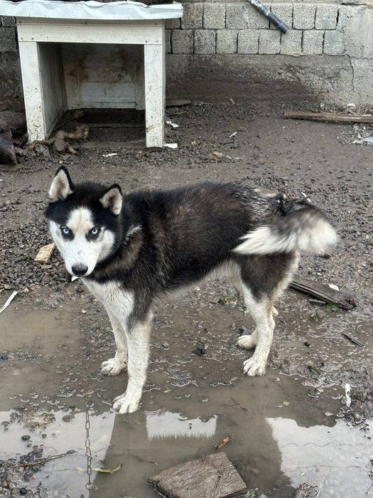 Хаски 1 год чистокровный