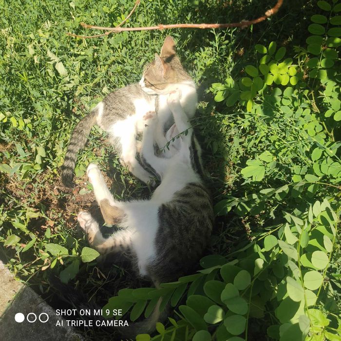 Donez pisici de 2-3 luni