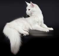 Готовы к брони Белоснежные котята Мейн Куна Полидакт