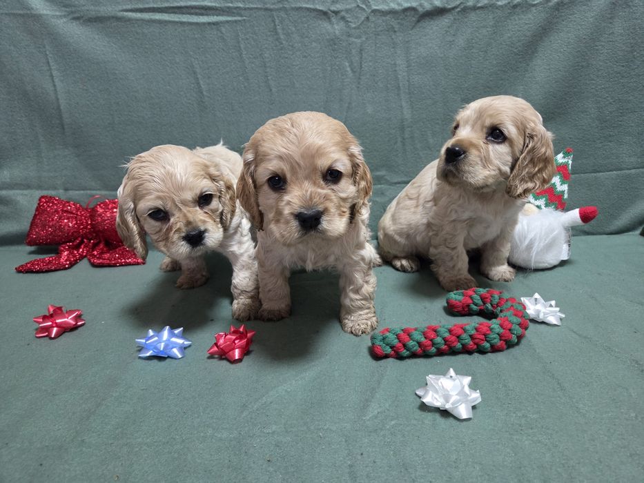 Продавам малки сладки кученца кокер шпаньол