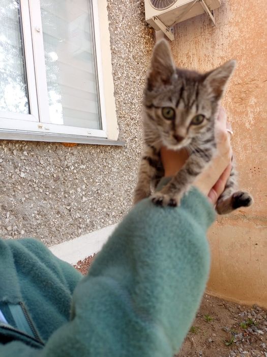 Котенок ищет дом