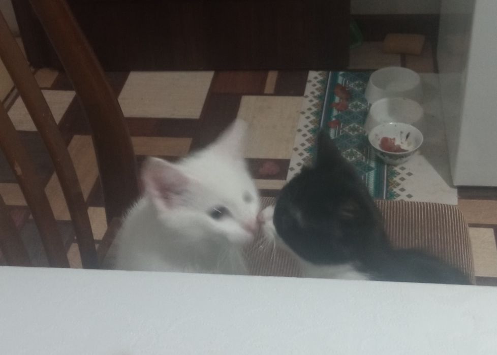 Котяток любящим, добрым людям