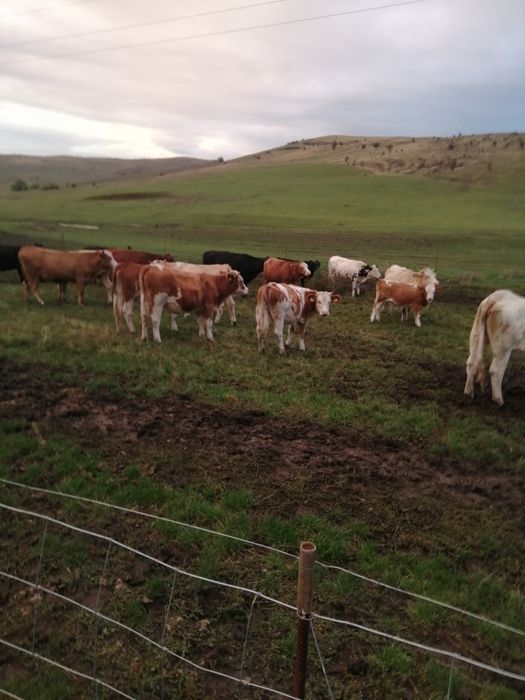 Vând vițele și juninci