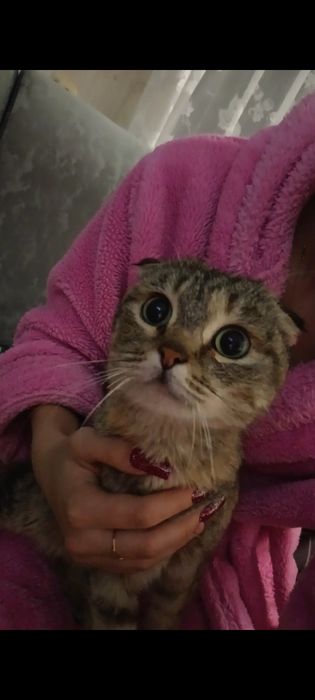 Отдам бесплатно вислоухую кошку.