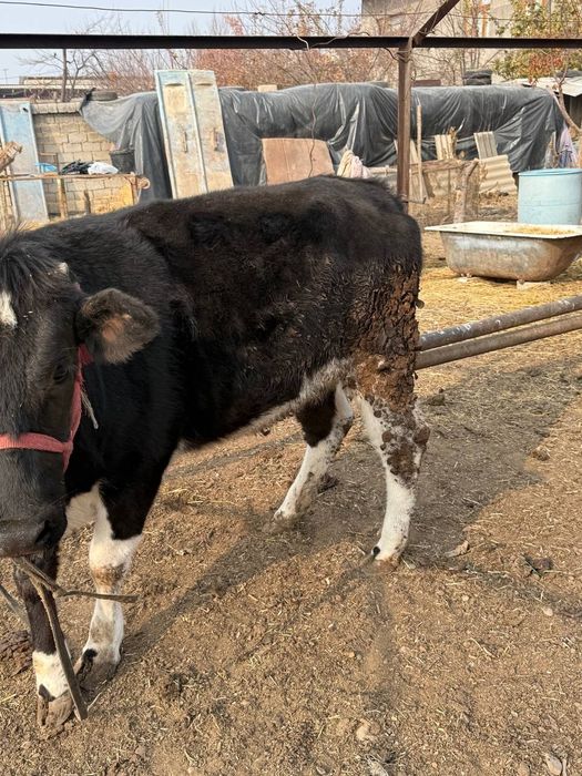 Ğunojin yovosh zŏr sigir bŏlad