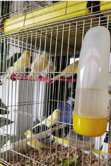 Канарчета жьлти мозайки