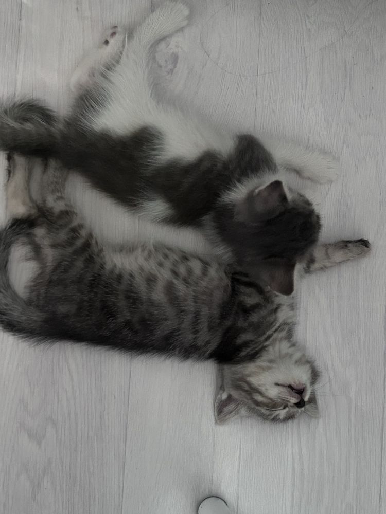 Котенок беспалтно