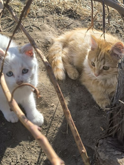 Котята отличные г.Шу