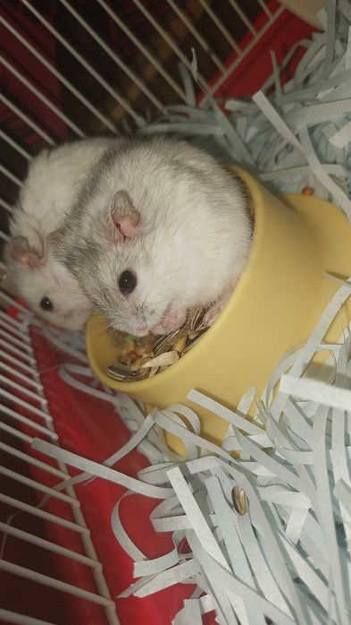 Vand hamsteri pitici