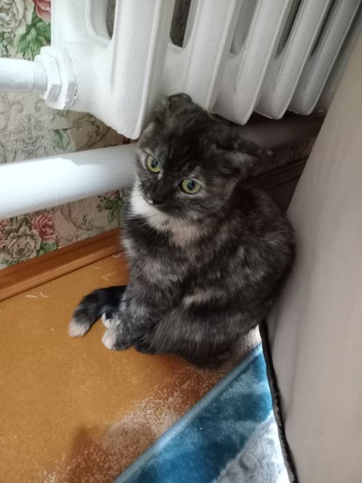 Продам кошка шотландский