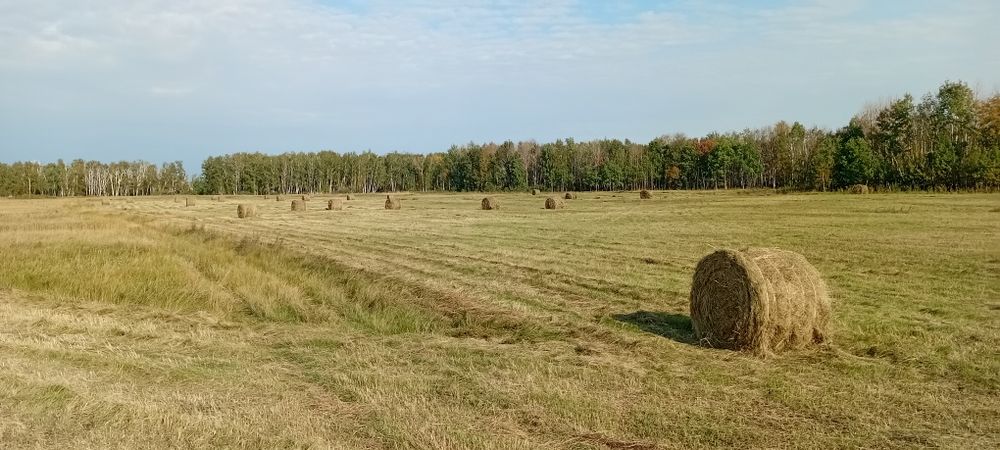 Продам сено 2024 года по 4000 за рулон  500 рул