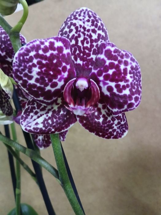 Орхидеи дикий кот новое поступление