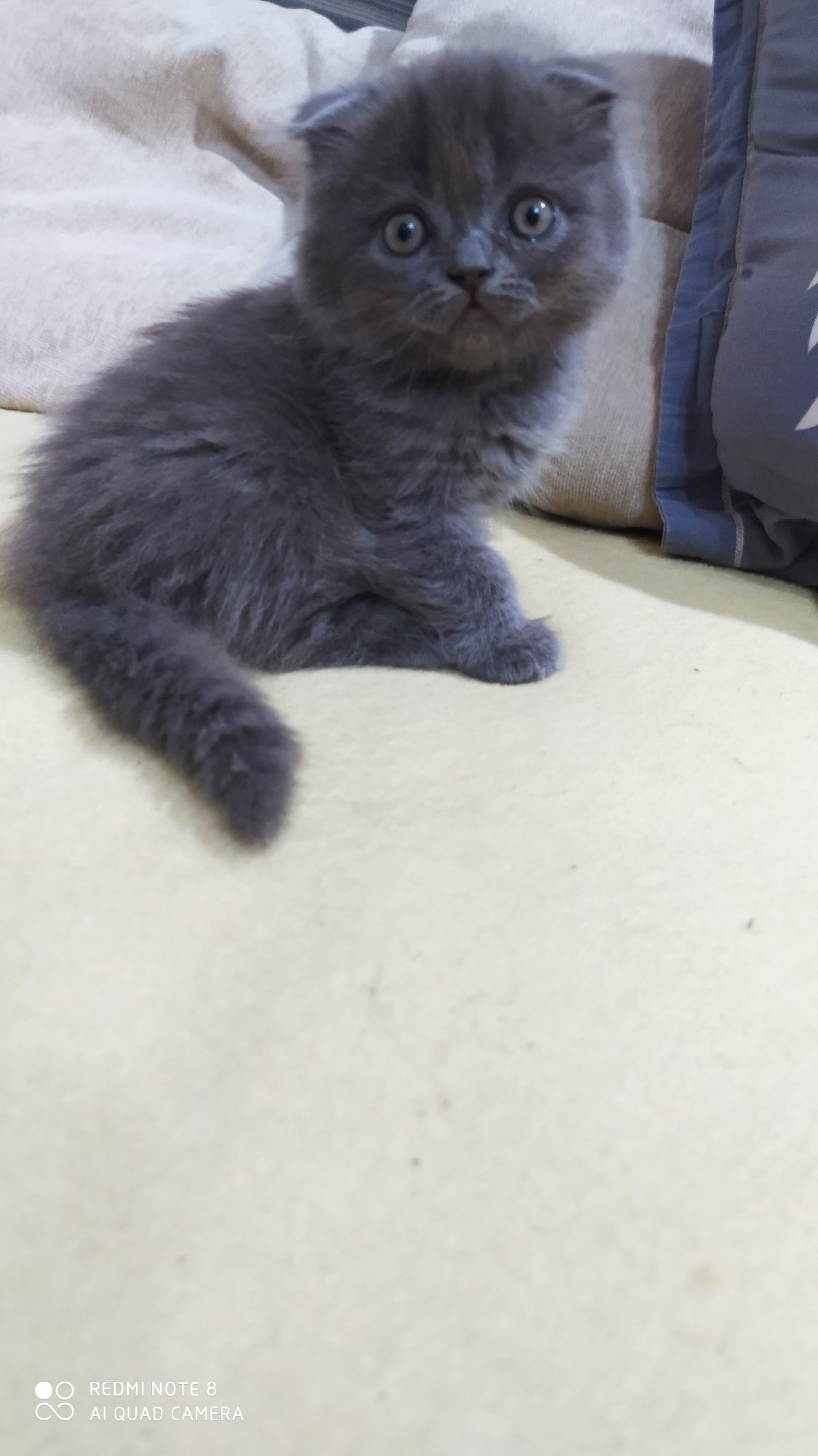 Шотландские Вислоухие котята Фолд