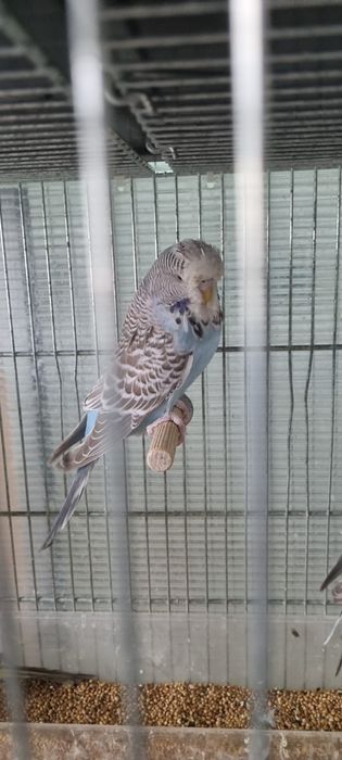 Papagali/papagal perus/perusi standard