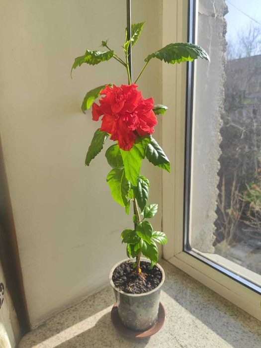 Гибискус (китайская роза)