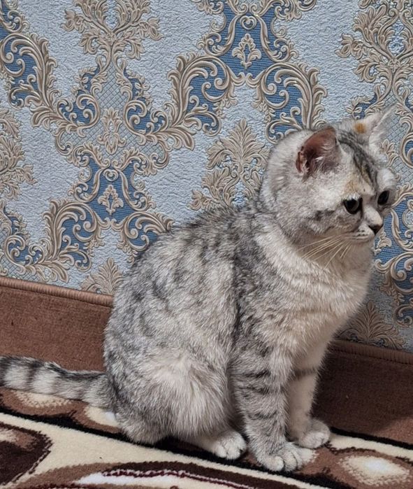 Продаётся Котёнок Британской серебристой Шиншилла.