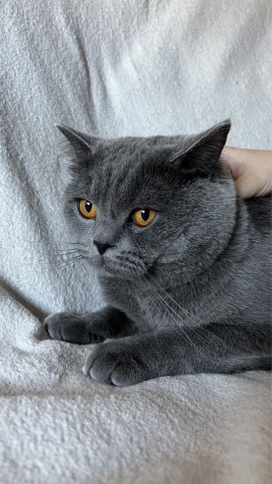 Puiuti British Shorthair