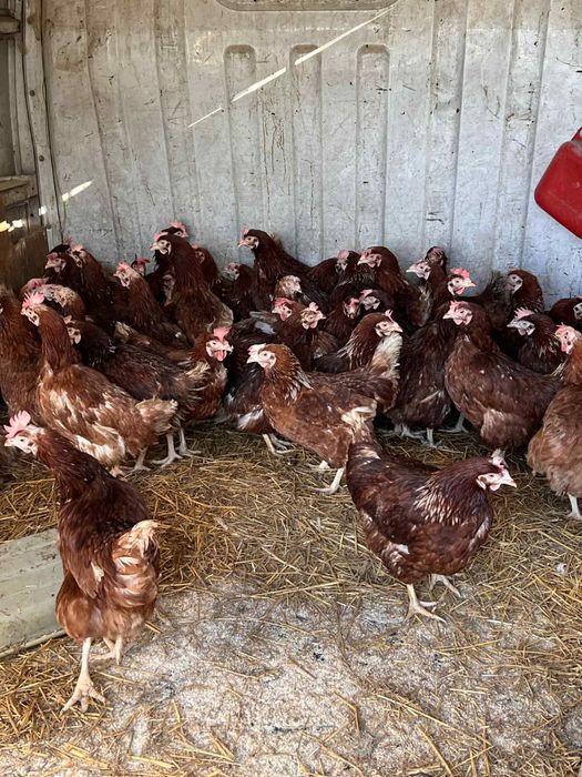 Носачки ломан браун кокошки з яйца