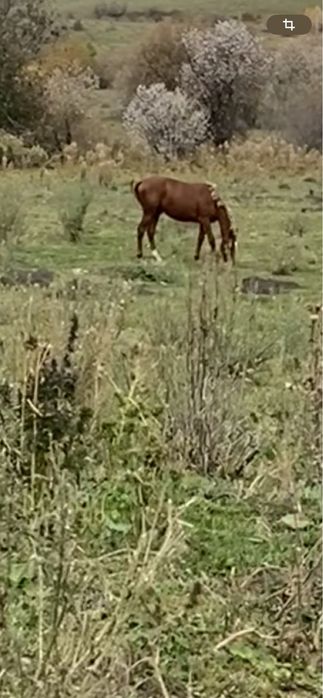 Тай сатылад полукровка