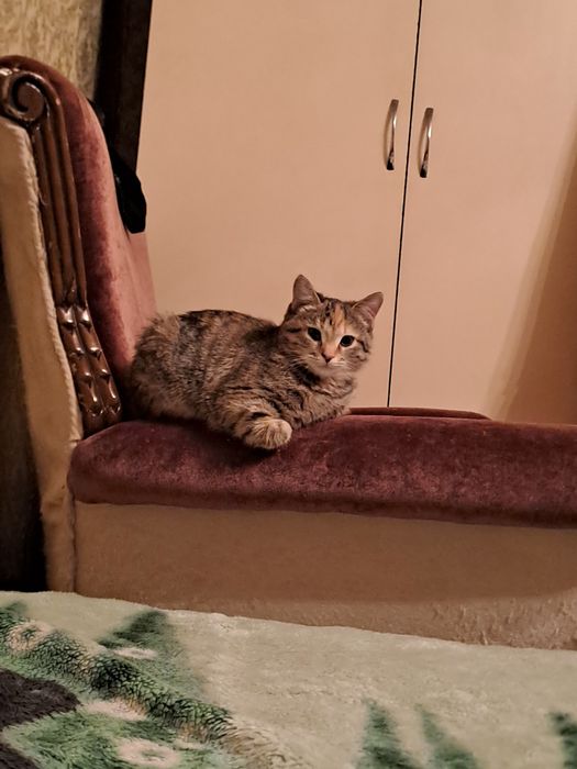 Отдам кошечку к лотку приученна.