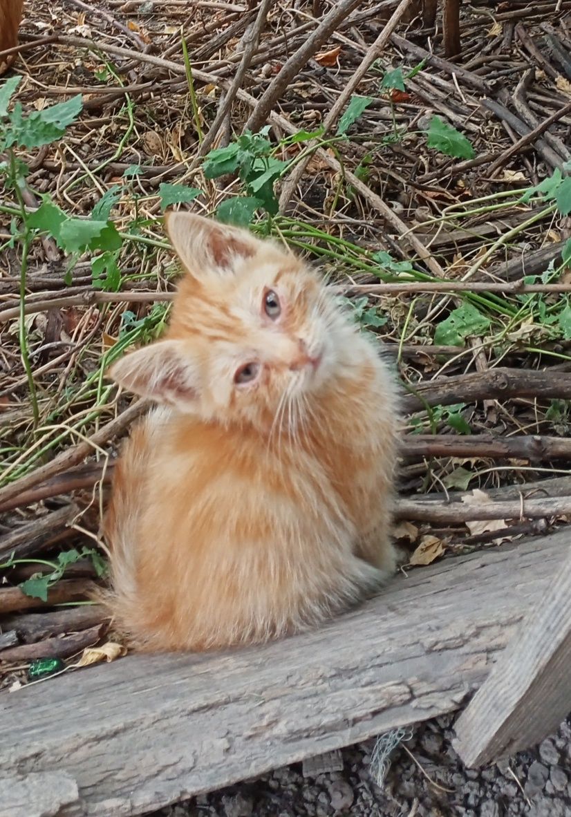 Котята бесплатно,в хорошие руки