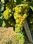 Vând struguri pt vin