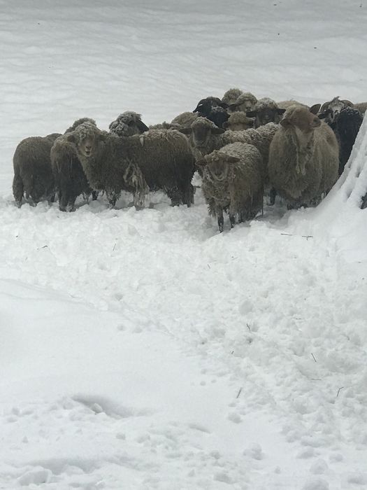 Vând 30 oi cu miei,900 lei(oaie și miel)-preț discutabil