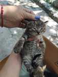 Котята отдам в добрые руки