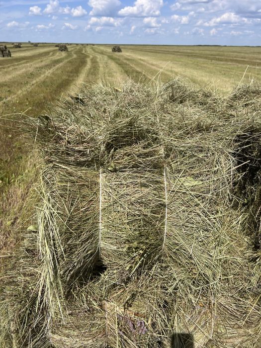 Продам сено, шөп сатамын, тюк, рулон, разнотравье, бидайық.