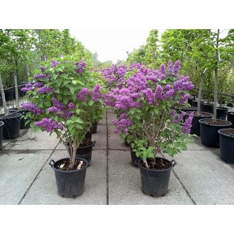 Tuia, mesteacan, platan, tei, brazi, magnolia, catalpa, pon pon liliac