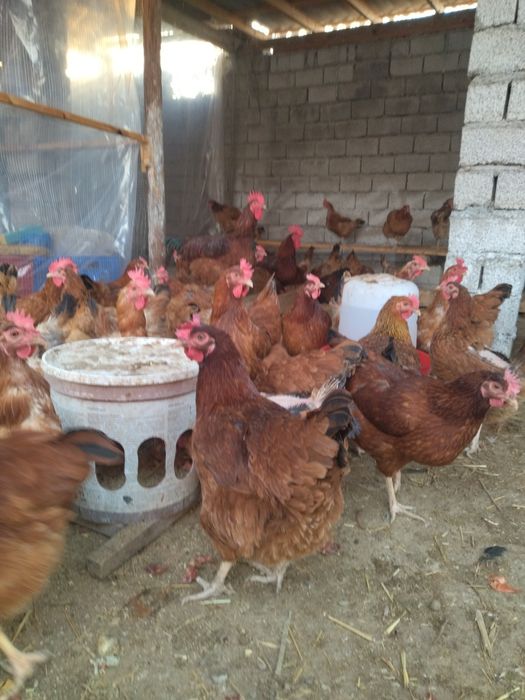 Хан Хяп жужалари, тухумлари сотувда