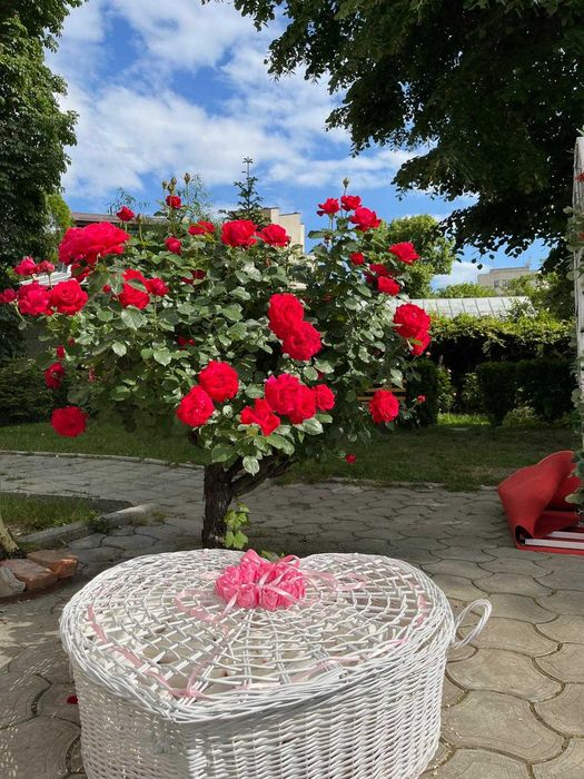 Porumbei Nunta/Botez/Evenimente