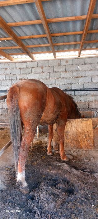 Бордақы семіз тай