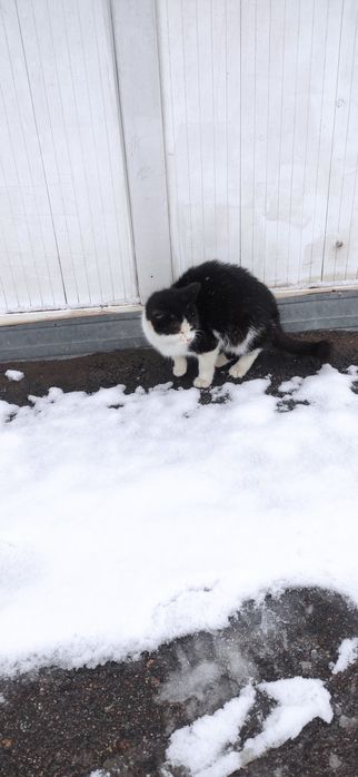 Котенок вышел к людям, ранен!! Боюсь не переживет эту ночь.