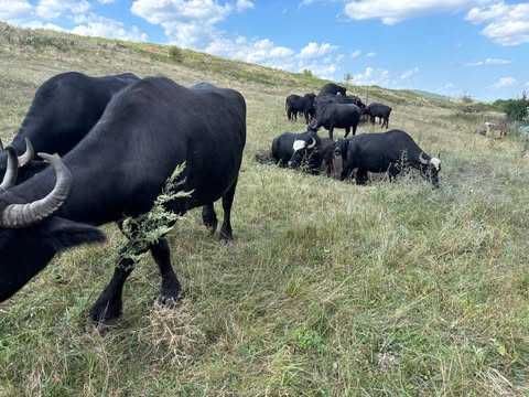 Vand 10 tauri de bivol 2-3 ani,10 bivolite tinere cu vitei