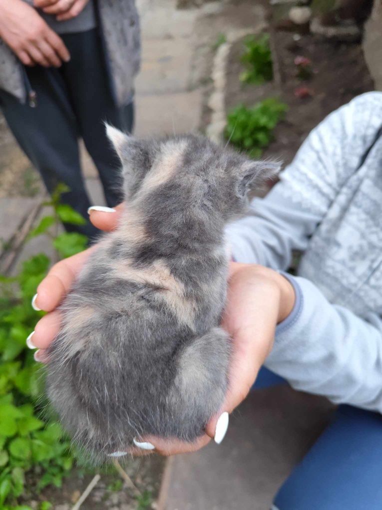 Подарявам малки котета