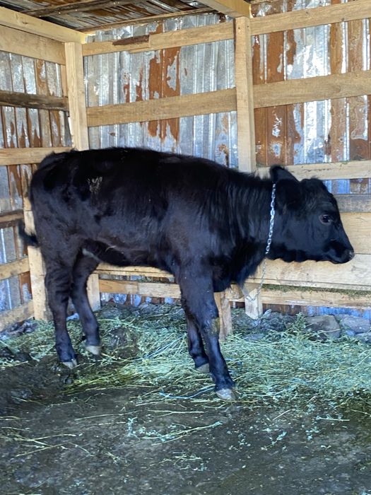 Vand vitica de 6 luni