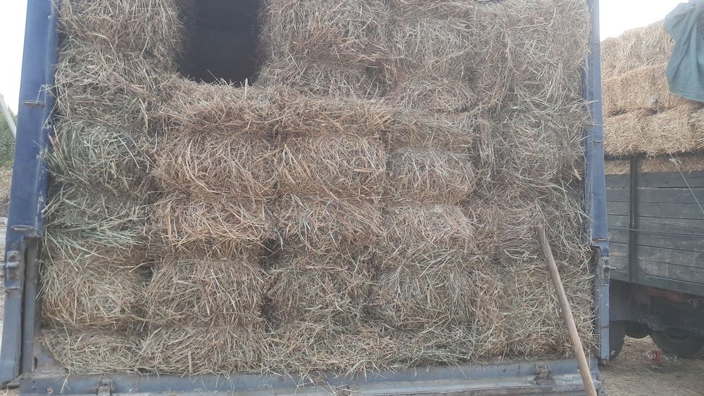 Сомон беда хашак прес бор