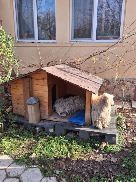 De vanzare cusca pentru caine talie medie/mare